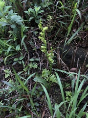 Platanthera minor
