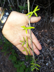 Asparagus volubilis