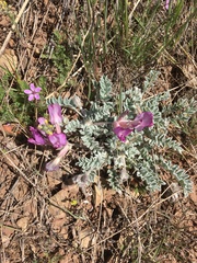Astragalus utahensis