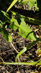 Taraxacum