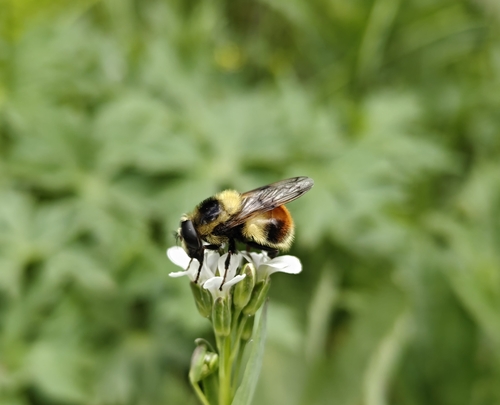 Yellow-faced Swiftwing photo 2