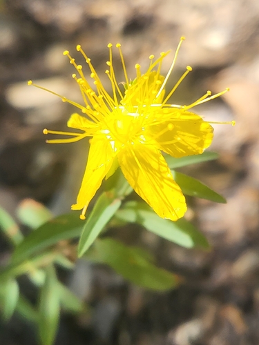 Hypericum concinnum