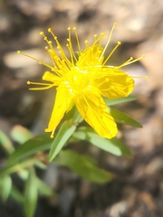 Hypericum concinnum