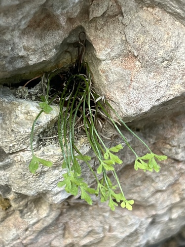 Asplenium seelosii, 2026-06-26