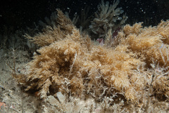 Eucratea loricata