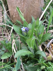 Myosotis alpestris