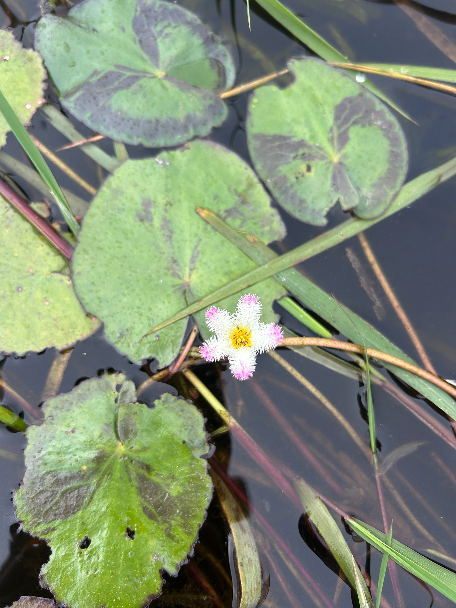 Nymphoides humboldtiana
