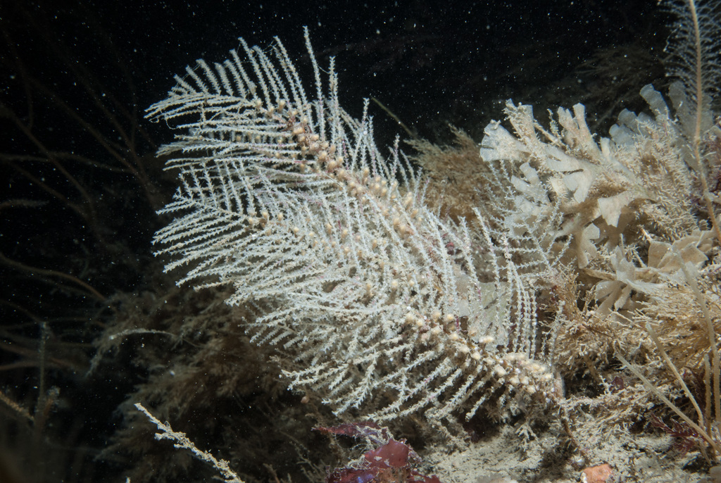 sea pine hydroid