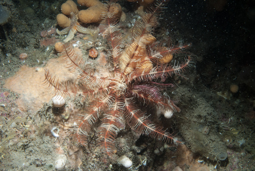 Antedon petasus