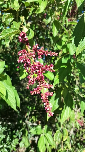 Chamissoa altissima observed 2026-06-26