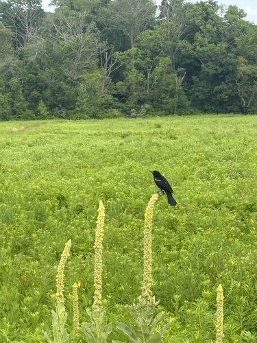 Red-winged Blackbird