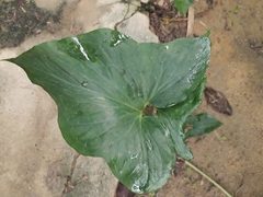 Typhonium roxburghii