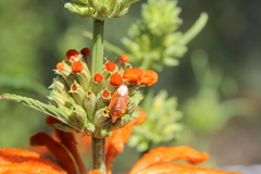 Agonoscelis venosa