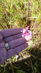 Castilleja densiflora gracilis