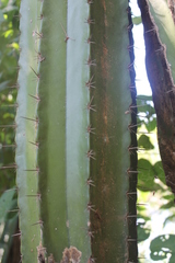 Pachycereus