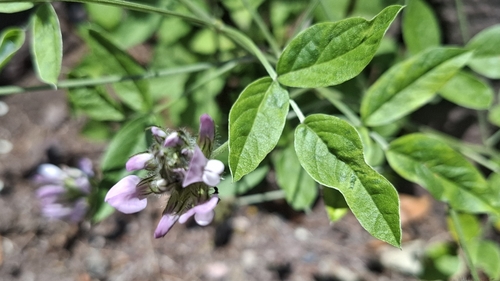 arabian pea
