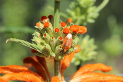 Agonoscelis venosa