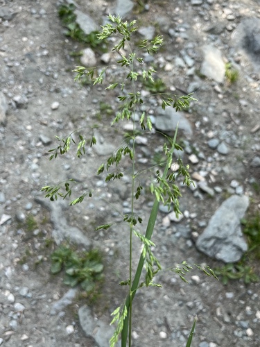 Poa hybrida, 2026-06-27