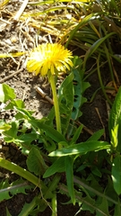 Taraxacum