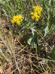 Cymopterus longipes