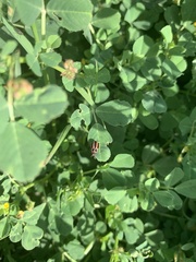 Paranaemia vittigera