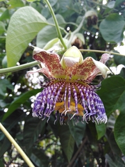 Passiflora platyloba