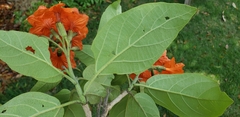 Cordia sebestena