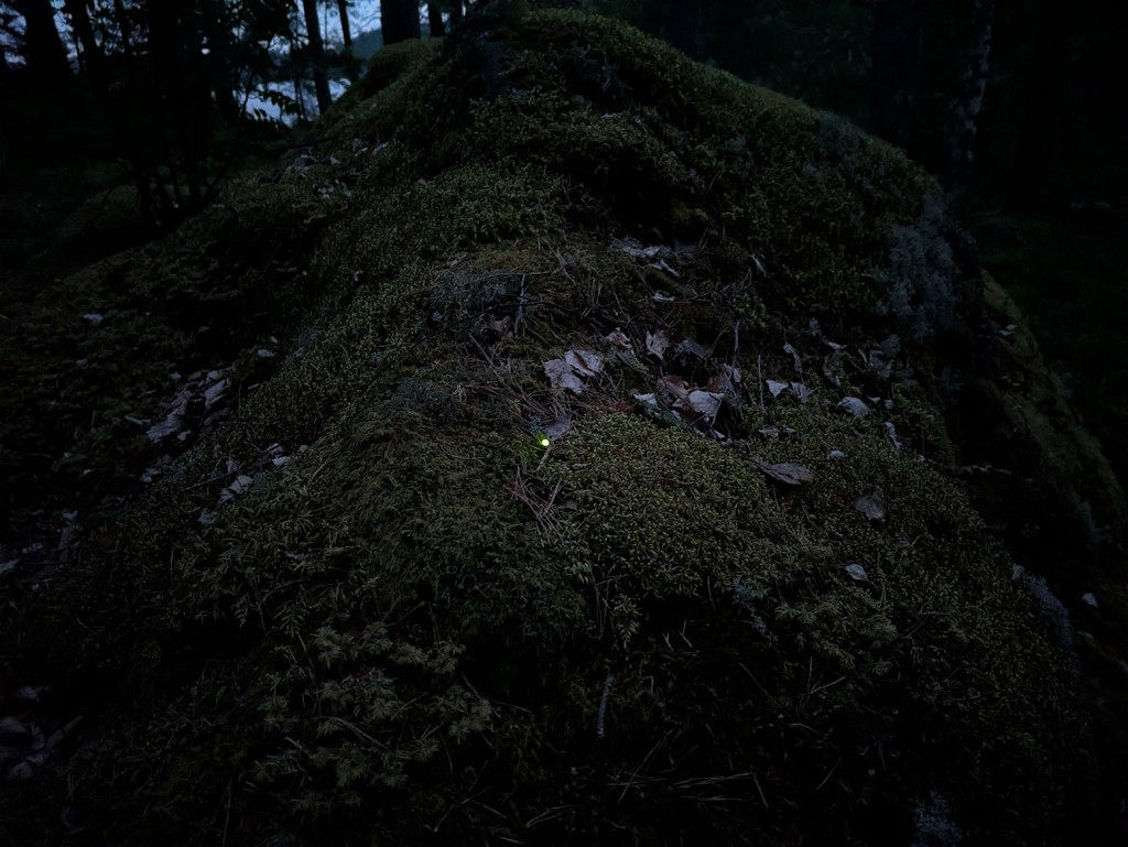 Common glow-worm (Lampyris noctiluca)