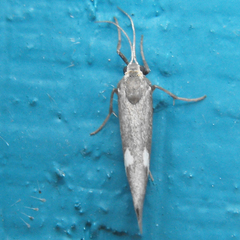 Cisthene liberomacula