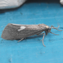 Cisthene liberomacula