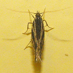 Eralea albalineella