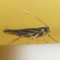 Eralea albalineella