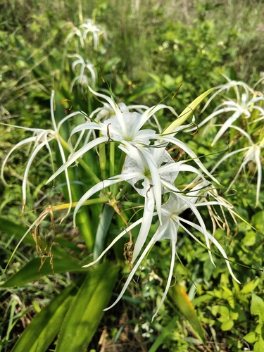 Hymenocallis harrisiana observed 2026-06-28