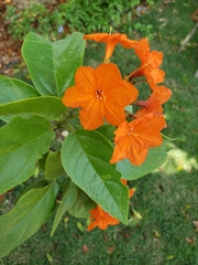 Cordia sebestena