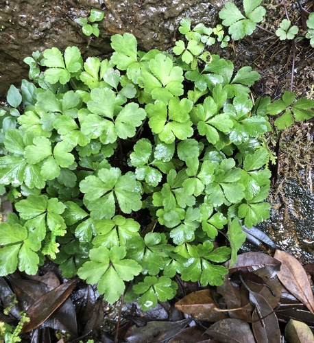 Sanicula lamelligera iNat (1)