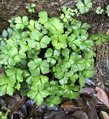 Sanicula lamelligera