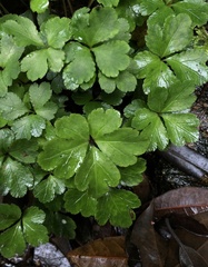 Sanicula lamelligera