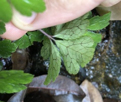 Sanicula lamelligera