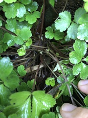 Sanicula lamelligera