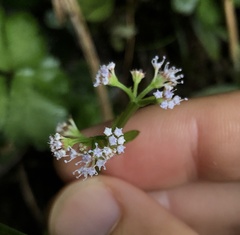 Sanicula lamelligera