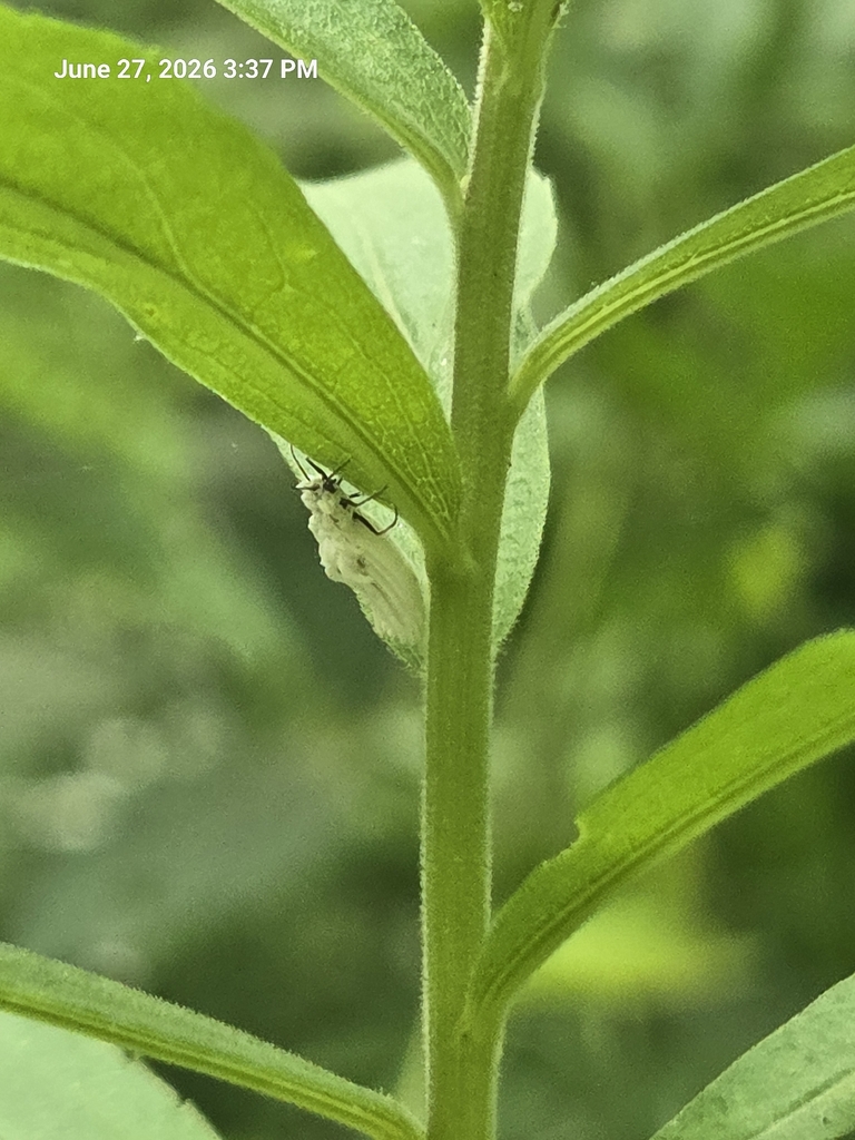 Orthezia solidaginis