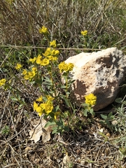 Euphorbia glareosa