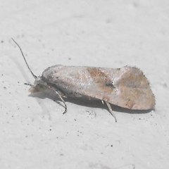 Platphalonidia