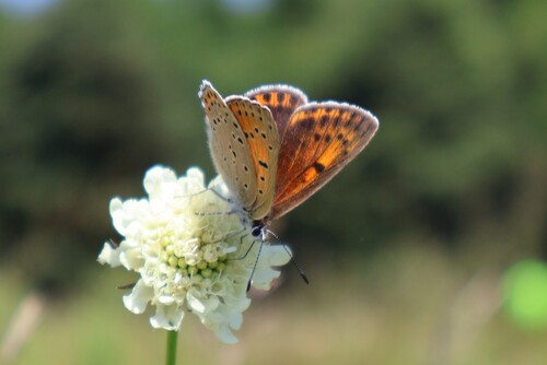 Balkan Copper