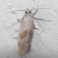 Platphalonidia