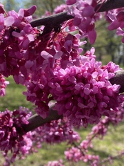 Cercis canadensis