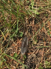 Dumetella carolinensis