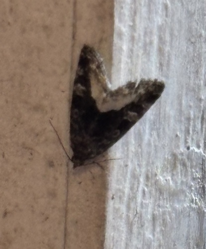 Marbled White-spot