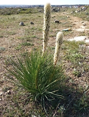 Asphodeline taurica
