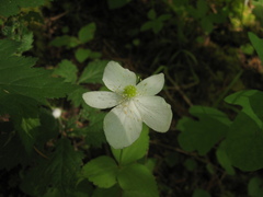 Anemonastrum deltoideum